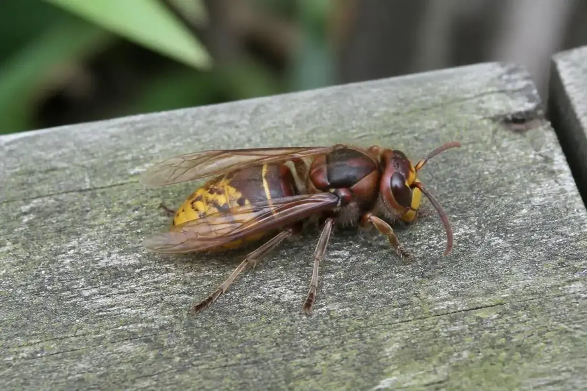 A European hornet and a common wasp shown side by side at the same scale on a wooden surface