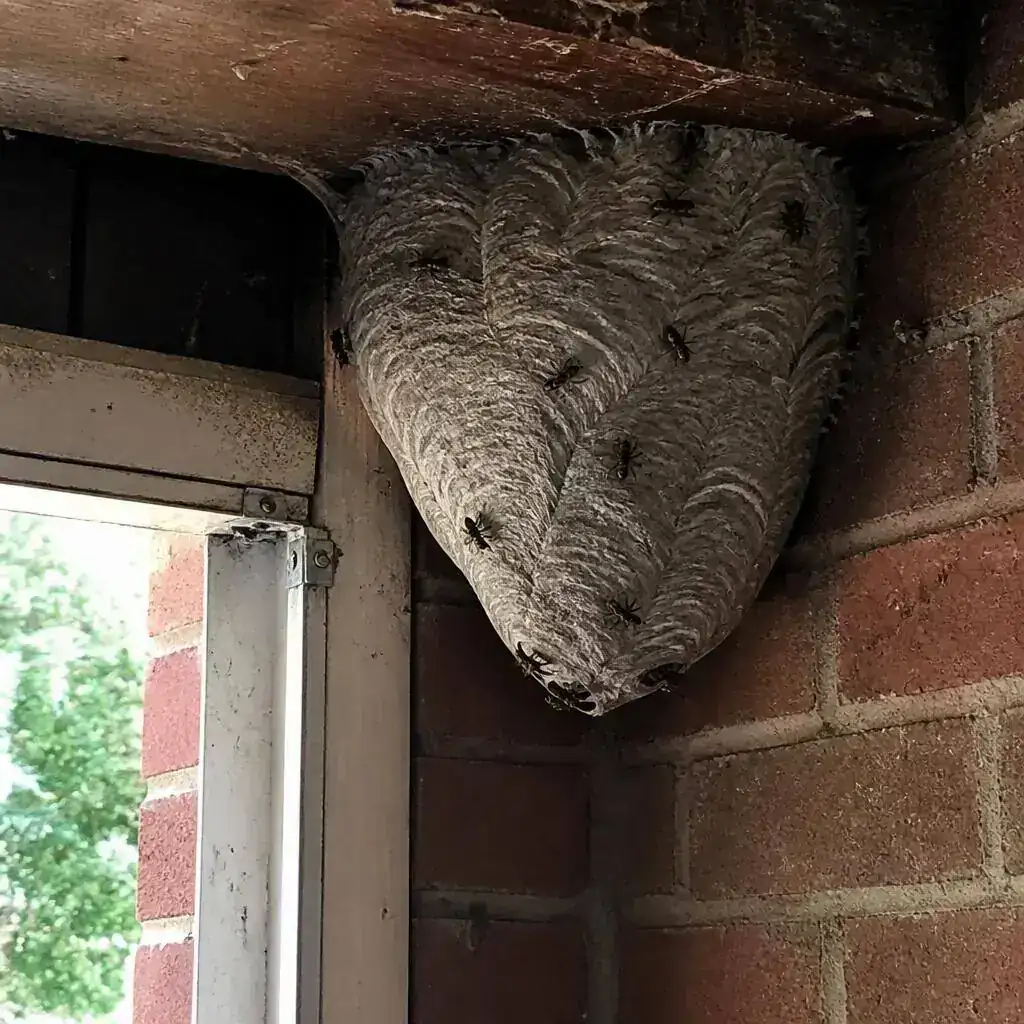 A large active wasp nest under the eaves of a British house in late summer