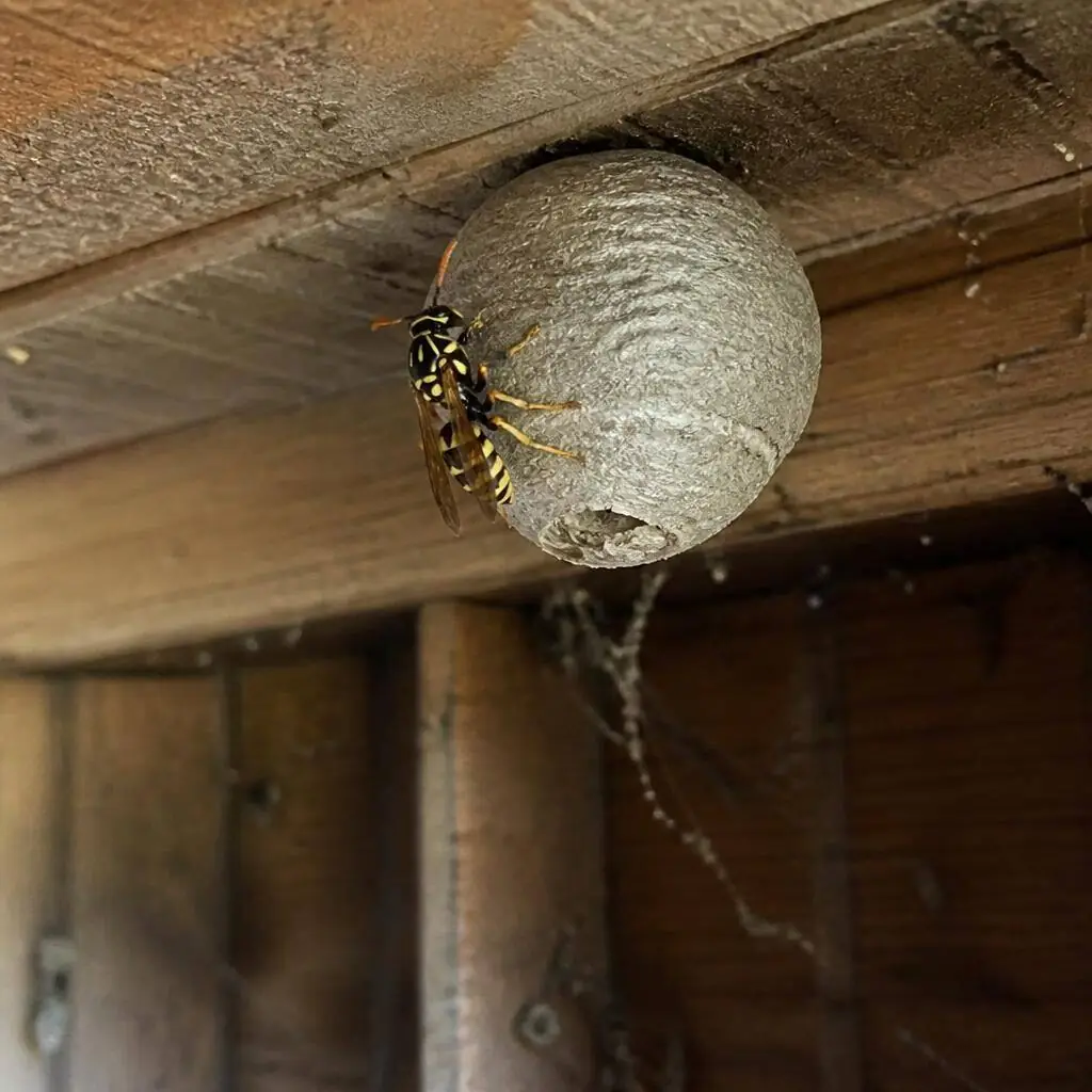 A hole in a lawn with wasps emerging from an underground nest cavity