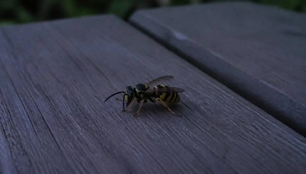 A wasp resting motionless on a weathered wooden surface in the warm orange light of dusk