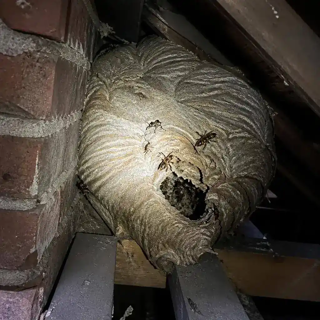 Large papery hornet nest hanging high in a tree canopy