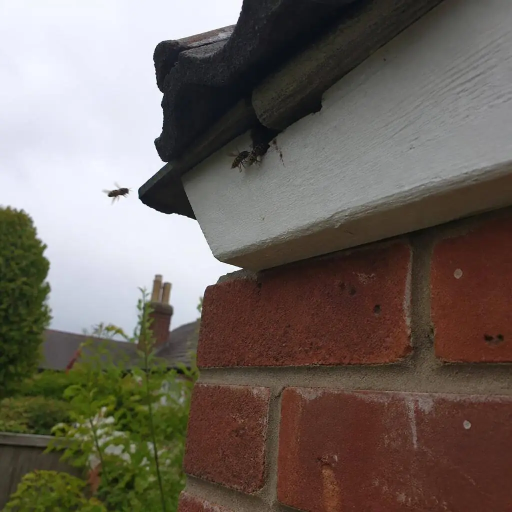 Eaves of a 1930s semi with wasps entering a gap where the soffit meets the fascia board