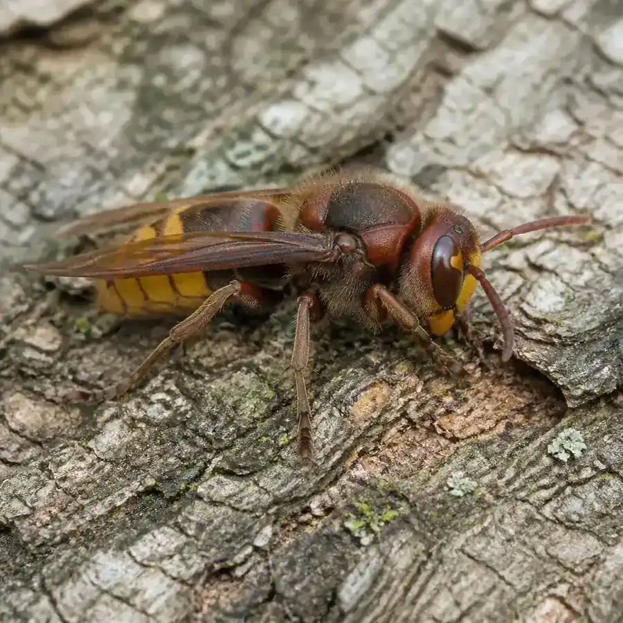 European Hornet on tree bark, brown thorax and amber legs