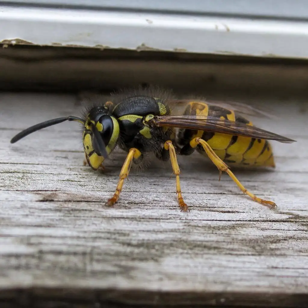 Close-up of a German Wasp (Vespula germanica) showing three black dots on the yellow face