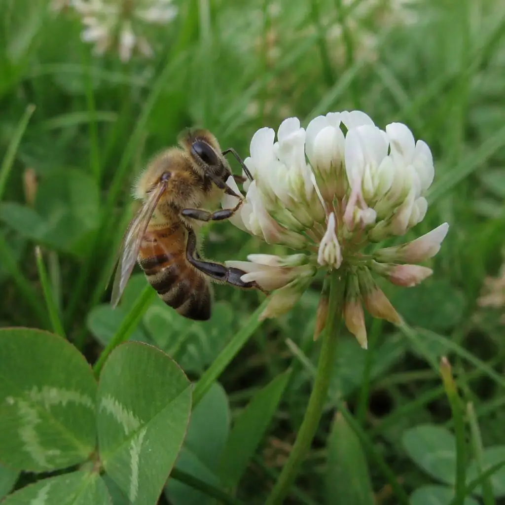 Honey Bee (Apis mellifera) on a purple flower collecting nectar