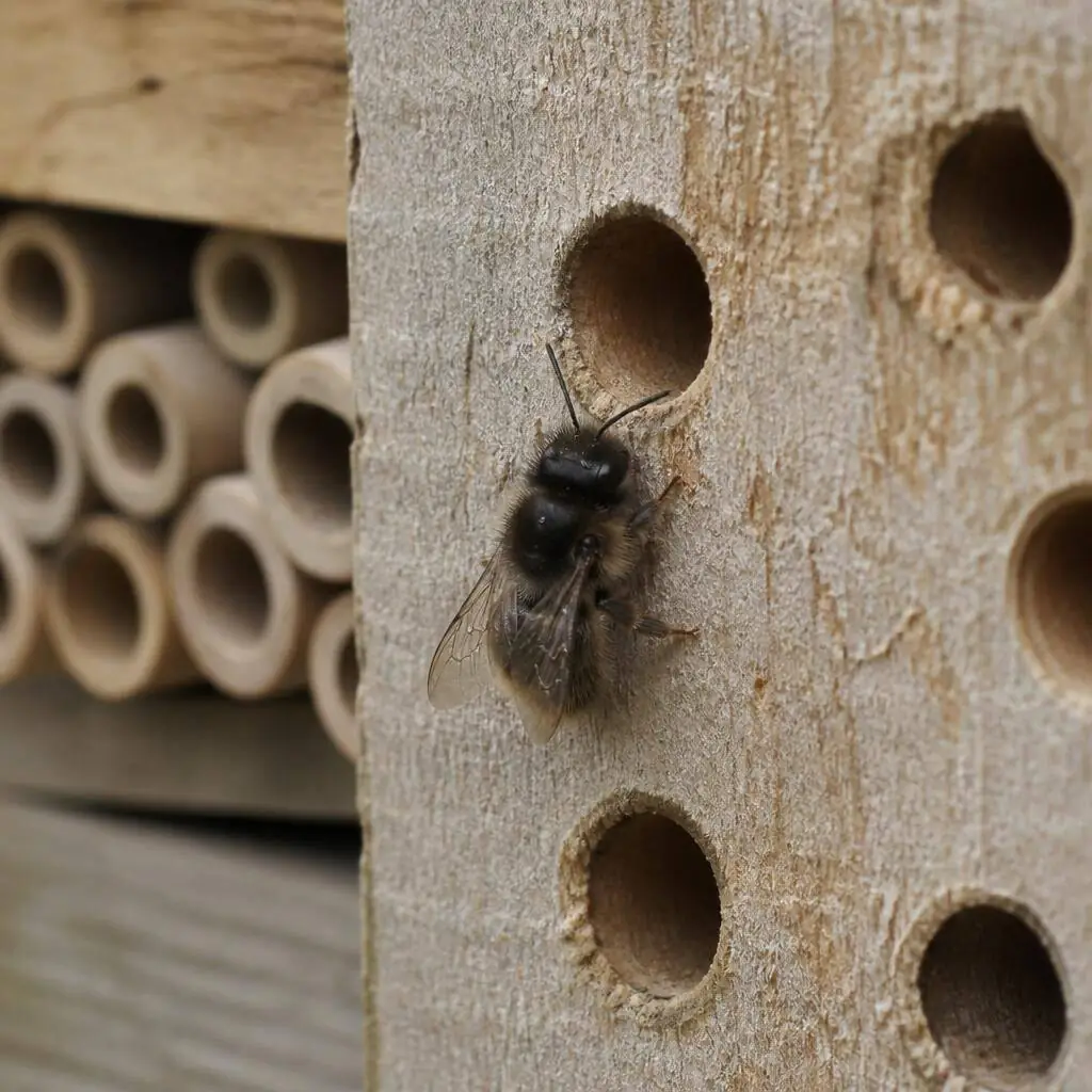 Red Mason solitary bee at the entrance of a wooden bee hotel