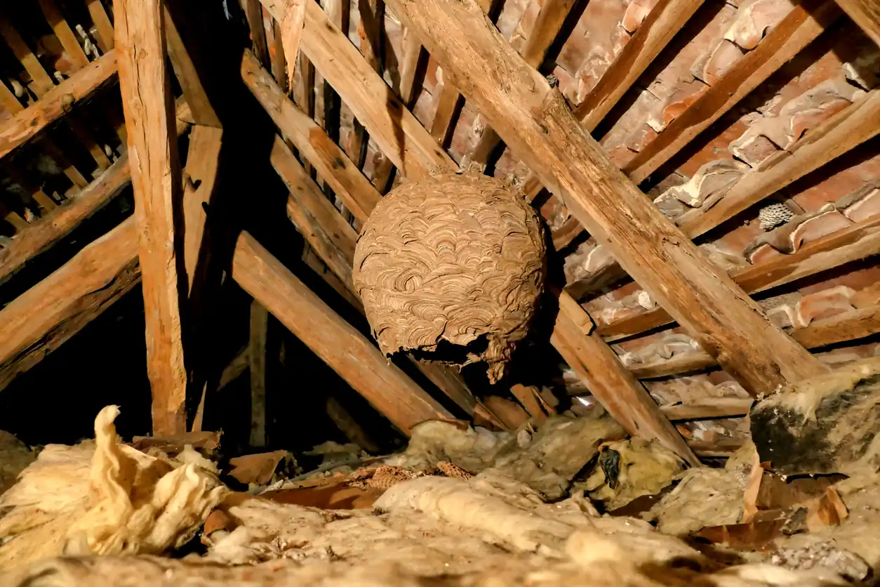 A large papery wasp nest hanging from the rafters of an old loft above exposed insulation