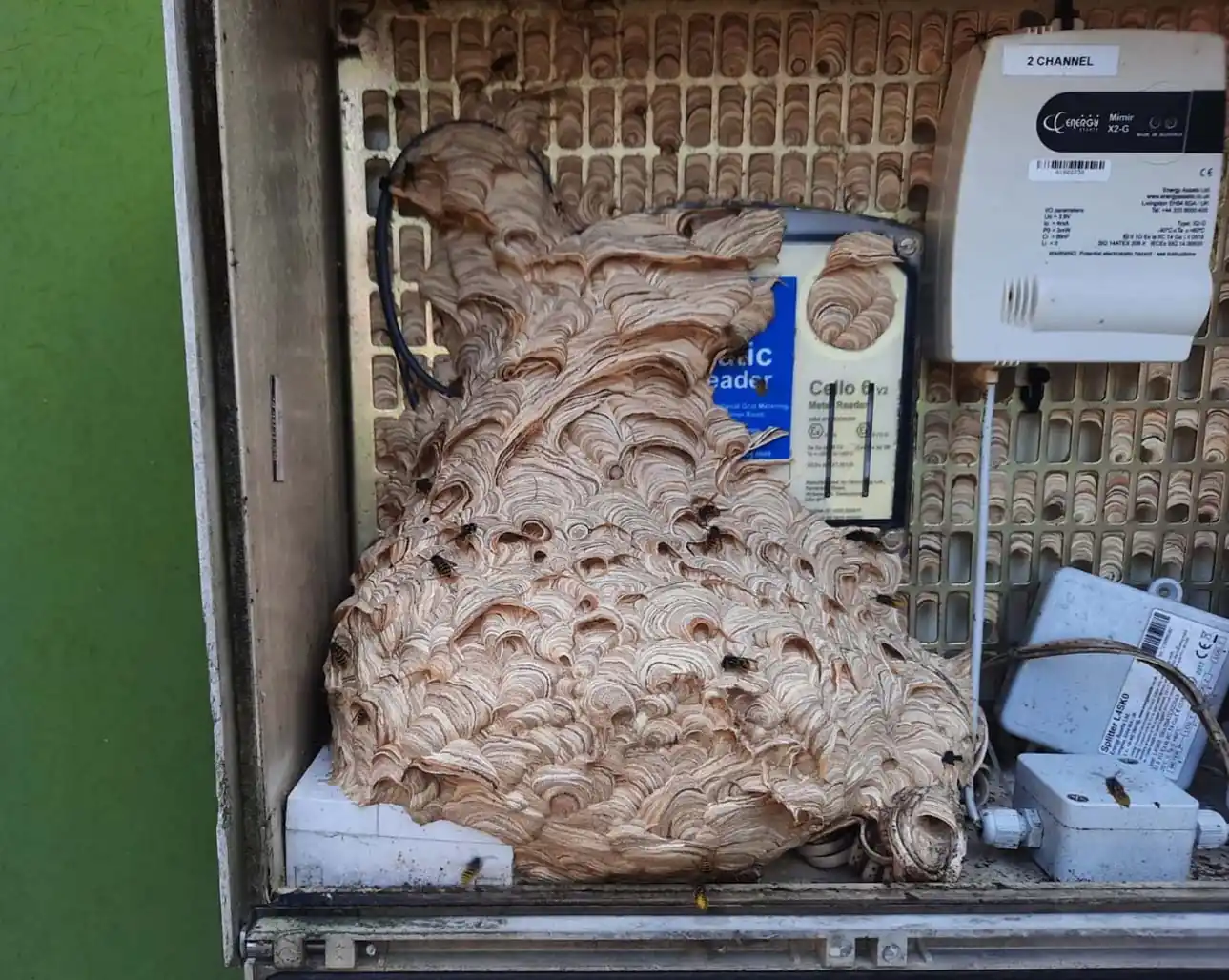 Large papery wasp nest around the meter inside an outdoor utility cabinet its surface