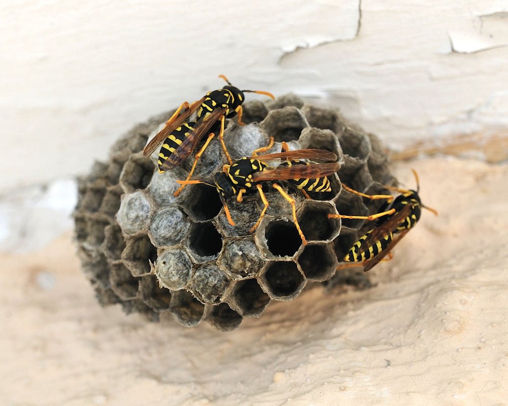 Active wasp nest treated by our team near Northwood, Hertfordshire
