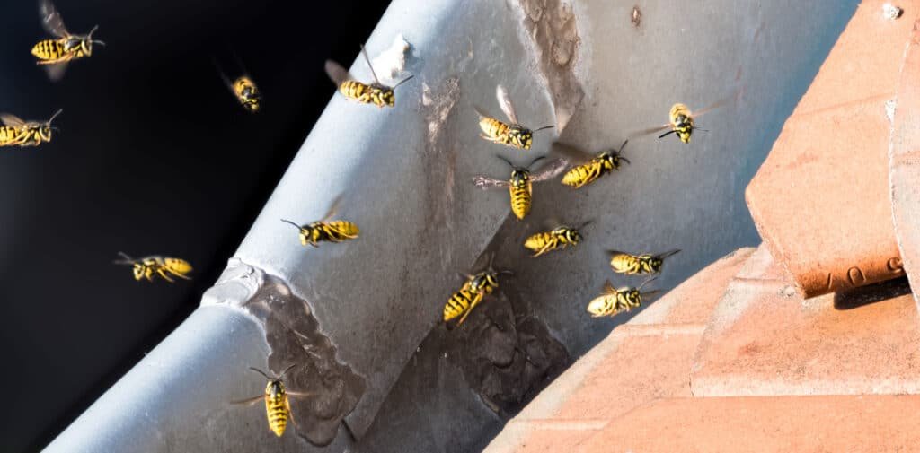 A swarm of wasps clustered around a lead flashing where a clay-tile roof meets the wall, with several wasps in flight