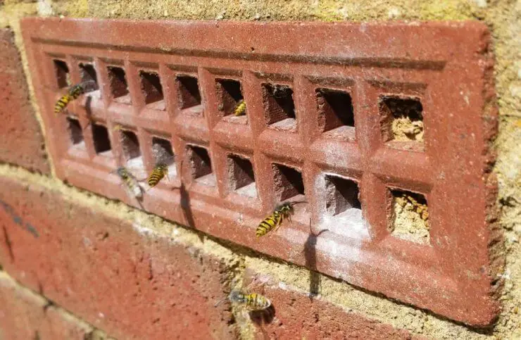 Wasps flying in and out of the holes of a red clay airbrick set into the brickwork of a house wall
