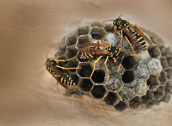 Wasp Nest Removal Company In Barnet