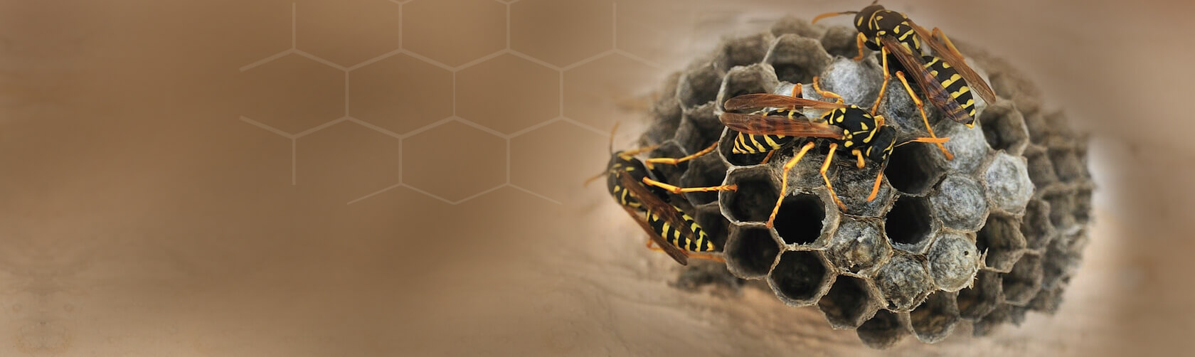 Wasp Nest Removal Company In Barnet