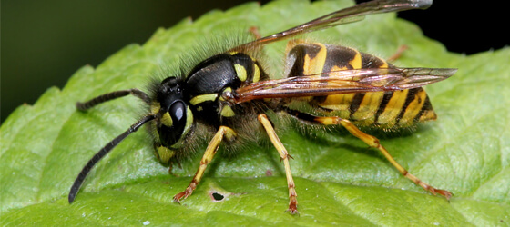 Destroying a wasp nest in Hertfordshire