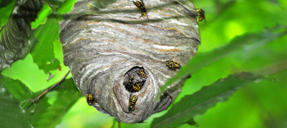 Hornet Nest Removal In Hertfordshire