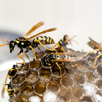 Hornet Nest Removal In Barnet