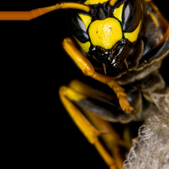 Same day wasp nest removal service