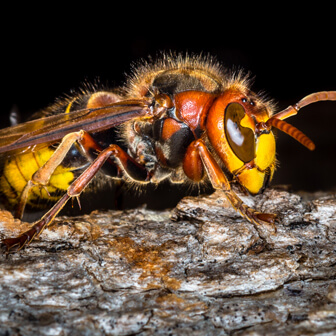 We deal with hornet same day