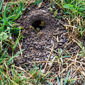 Wasps entering a garden nest in Hertfordshire