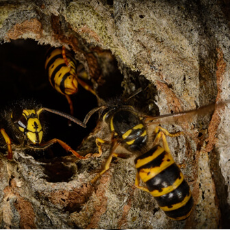 Example of A wasp Nest In Hertfordshire